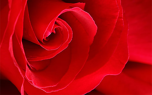 Insight Fire Red: l'insight è illuminazione frutto del processo creativo, come una rosa fiammeggiante.