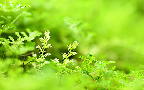 Paper Earth Green: prodotti stampati eticamente nel rispetto della natura che ci circonda e ci ispira.